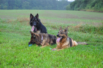 DSC_0042  fari, akira, ronja 04.08.2014+