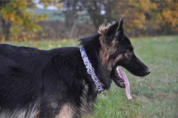 DSC_0042  ronja 22.10.2015