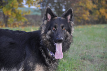 DSC_0043  ronja 22.10.2015