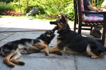 DSC_0062 gira, ronja 04.07.2014