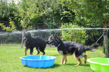 DSC_0070balu, ronja 02.08.2014
