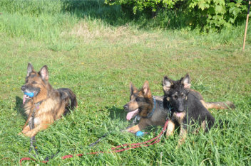 DSC_0071  fari, akira, ronja 04.05.2014