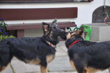 DSC_0071 gira, ronja 04.07.2014