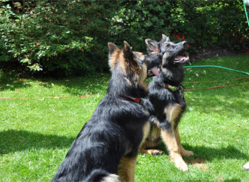 DSC_0080 gira, ronja 04.07.2014