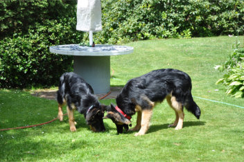 DSC_0088 gira, ronja 04.07.2014