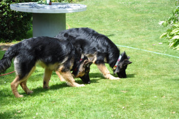 DSC_0090 gira, ronja 04.07.2014