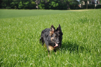 DSC_0100 ronja 08.06.2014