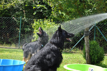 DSC_0104balu, ronja 02.08.2014++