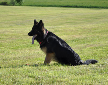 DSC_0106 ronja 17.05.201502