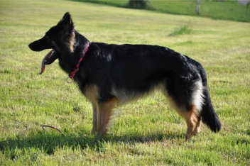 DSC_0111 ronja 17.05.2015