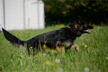 DSC_4335_1247++earl tristan juni 2014
