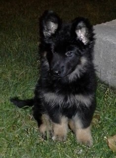 Falc 02 frodo 06.12.2013