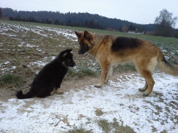 Falc und Aim�e frodo 06.12.2013