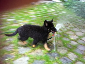 Foto2 bakuma 09.08.2011