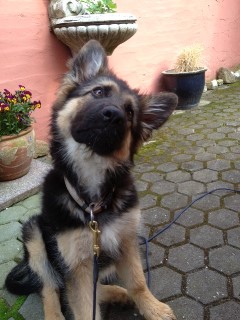 Foto elfie mai 2013