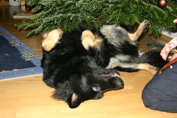 IMG_0014 brix-balu dez. 2012