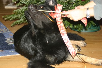 IMG_0020 brix-balu dez. 2012