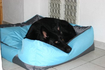 IMG_0038 brix-balu dez. 2012