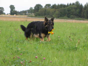 IMG_0049ronja 13.08.2014
