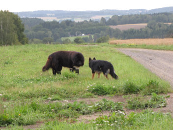 IMG_0072 ronja + rambo 13.08.2014