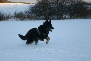 IMG_0132brix-balu februar 2013