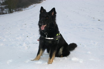 IMG_0376brix balu februar 2014