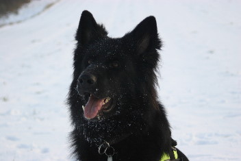 IMG_0378brix balu februar 2014