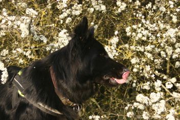 IMG_0382 brix balu april 2014