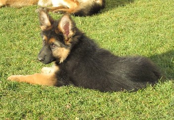 IMG_0859chayna 30.11.2011