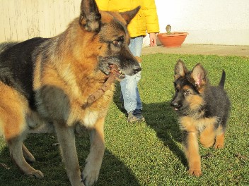 IMG_0884 chayna 30.11.2011