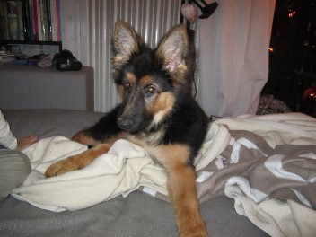 IMG_10331chayna 04.01.2012