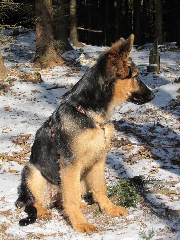 IMG_1156 chayna 13.02.2012