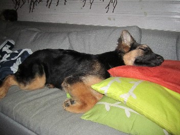 IMG_1188 chayna 13.02.2012