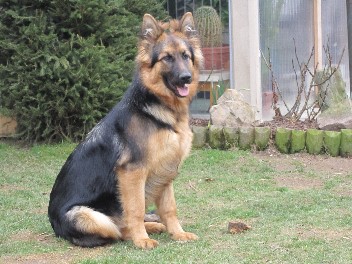 IMG_13431chayna 10.04.2012