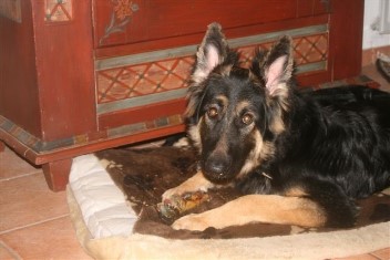 IMG_1970 baskia 15.12.2011