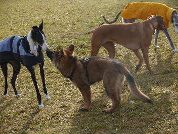 P1070684 fari auf der hundewiese jan. 2014
