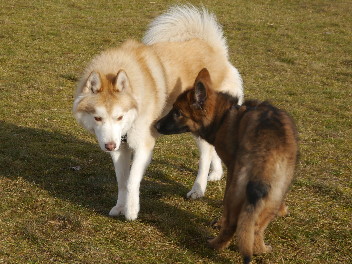 P1070715 fari auf der hundewiese jan. 2014