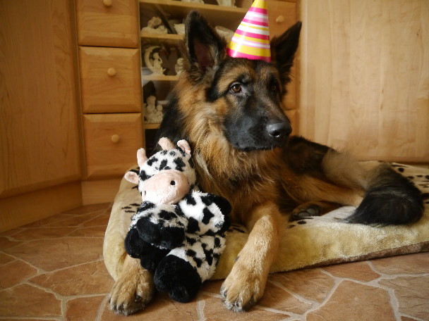 P1070769enjo 1. geburtstag