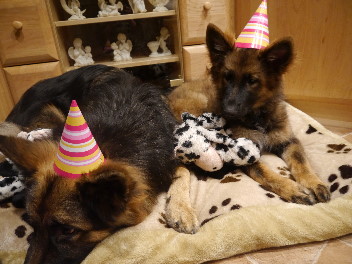 P1070874enjo 1. geburtstag