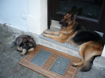 P1080576django und kaja 26.08.2012