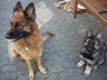 P1080587 django und kaja 26.08.2012