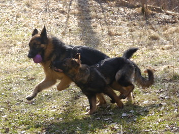 P1080905fiara 20.03.2014