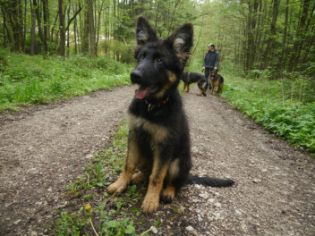 P1090766gozzy mai 2014