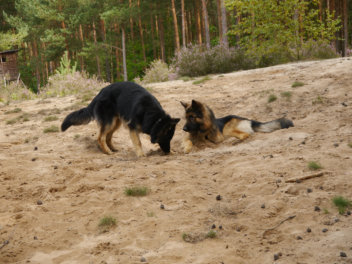 P1120849gozzy 16.08.2014