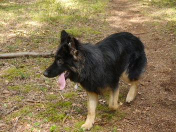 P1120895gozzy 16.08.2014