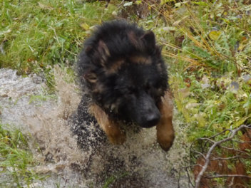 P1150090 gozzy november 2014