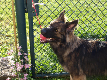 P5222014 django juni 2014