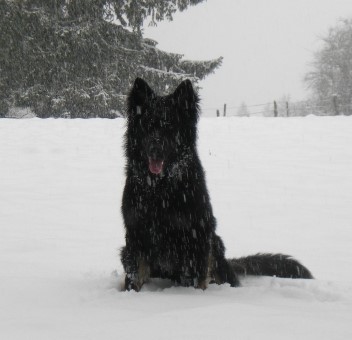 Schnee6 bakuma 23.01.2012