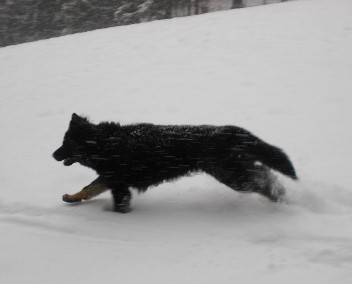 Schnee91 bakuma 23.01.2012