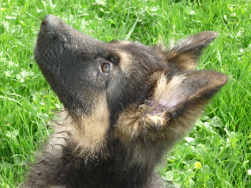 Timber2 008enzo 23.04.2013